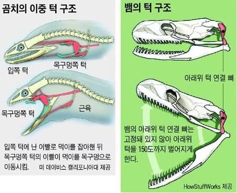 턱은 어떻게 생겼나? 턱관절 해부학