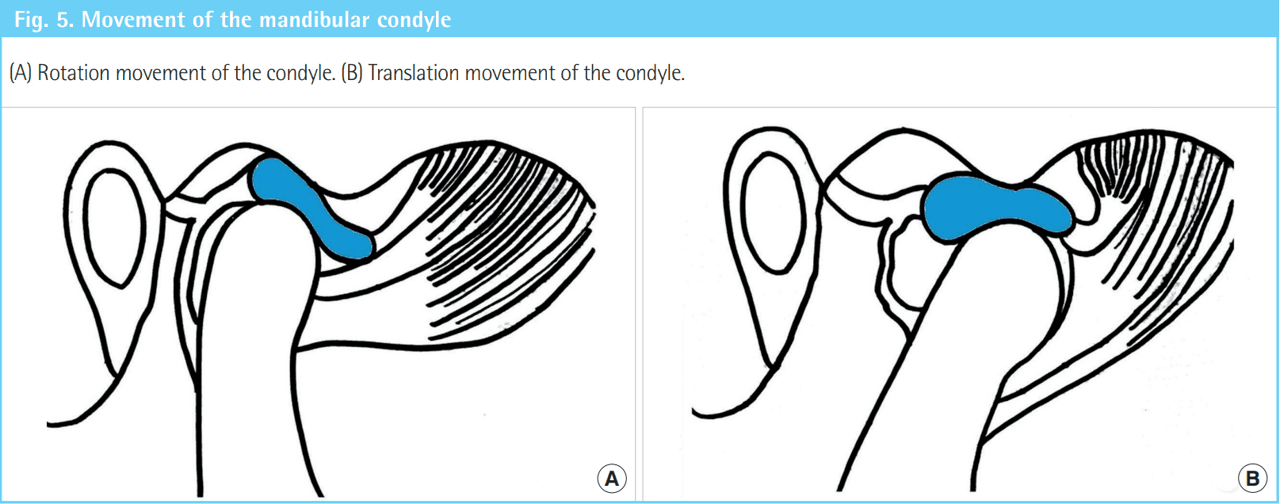 턱관절 움직임과 조절의 원리(운동학)