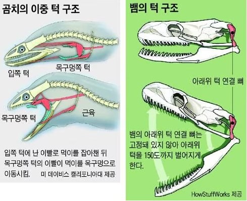 곰치와 뱀의 턱 구조